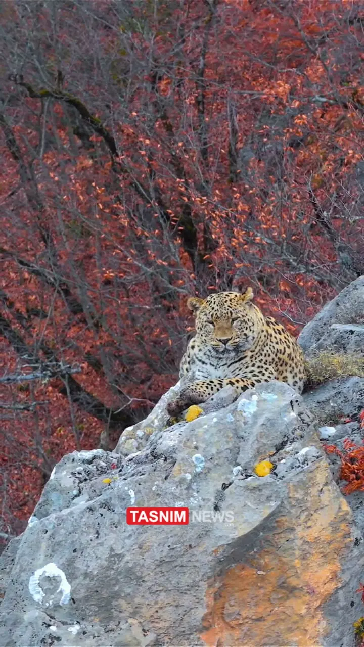 استراحت پلنگ ایرانی در جنگل‌های هیرکانی