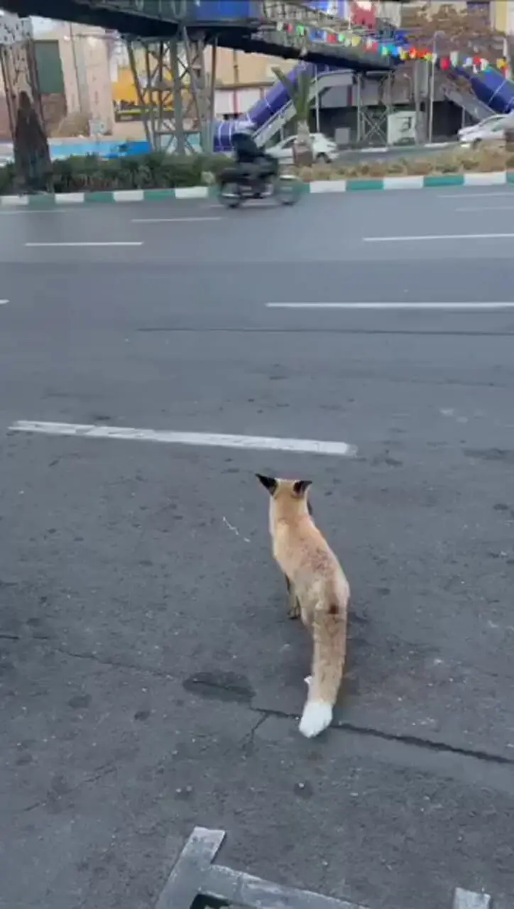 شکار موش توسط روباه در میدان هفت تیر تهران