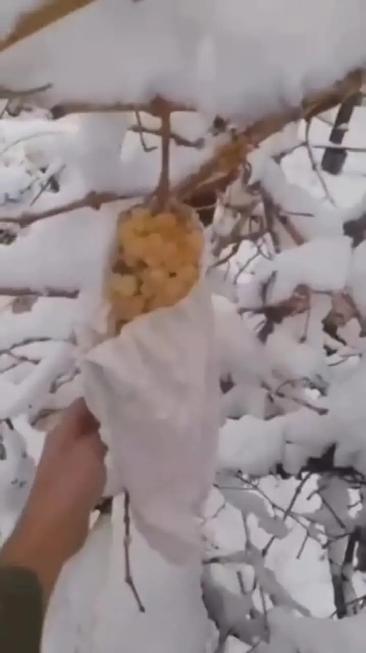 برداشت انگور زمستانی در خوانسار