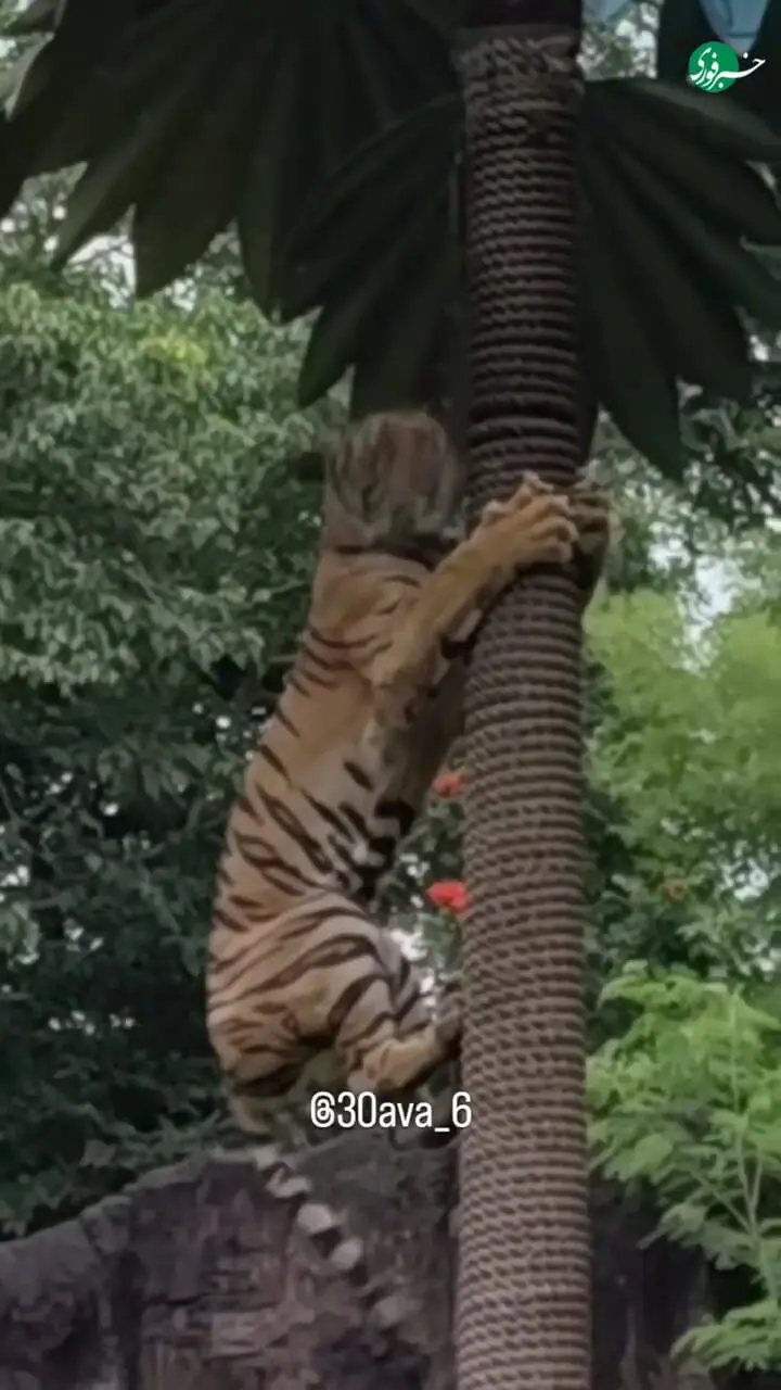 بالا رفتن شگفت‌انگیز ببر بنگال از درخت در جنگل