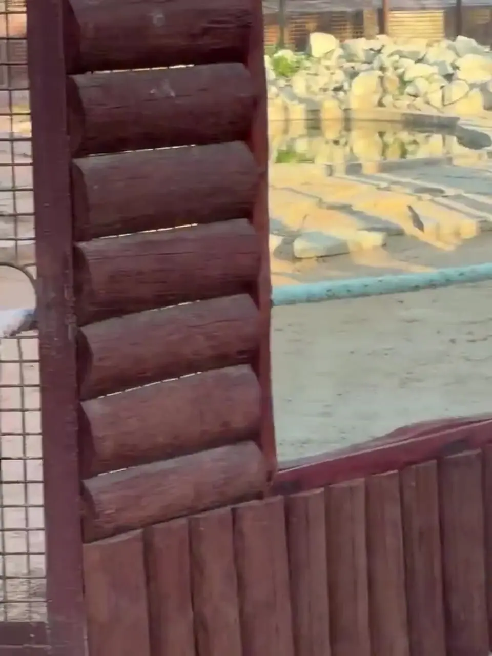 ویدئو: طناب کشی ستاره رئال مادرید با ببر در باغ وحش!