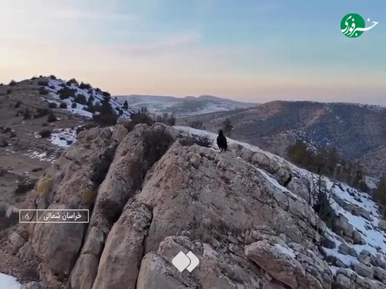 لحظۀ حملۀ عقاب به پهپاد تصویربرداری در خراسان‌شمالی