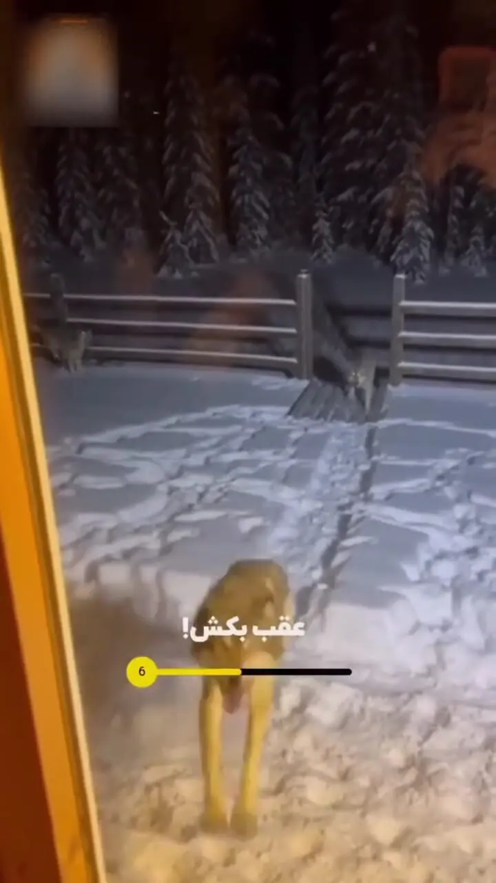 هشدار به ساکنان این شهر / مراقب گرگ های گرسنه باشید