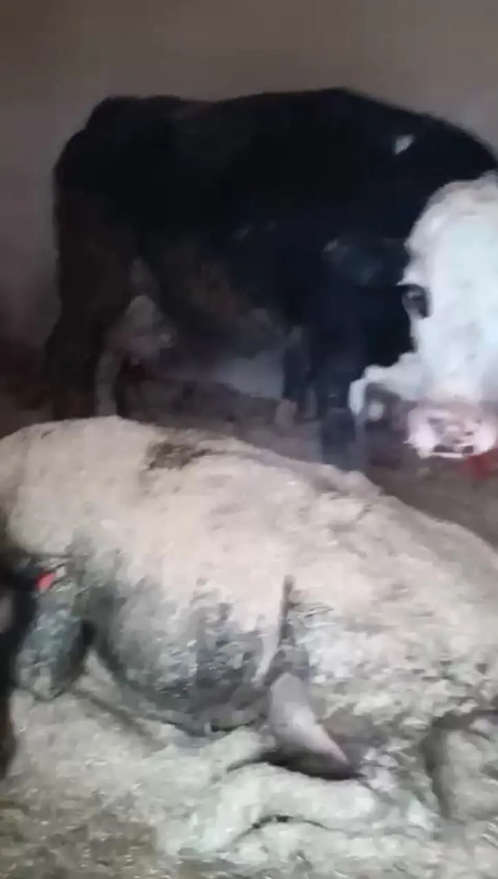 دفن شدن گاو در زیر برف!