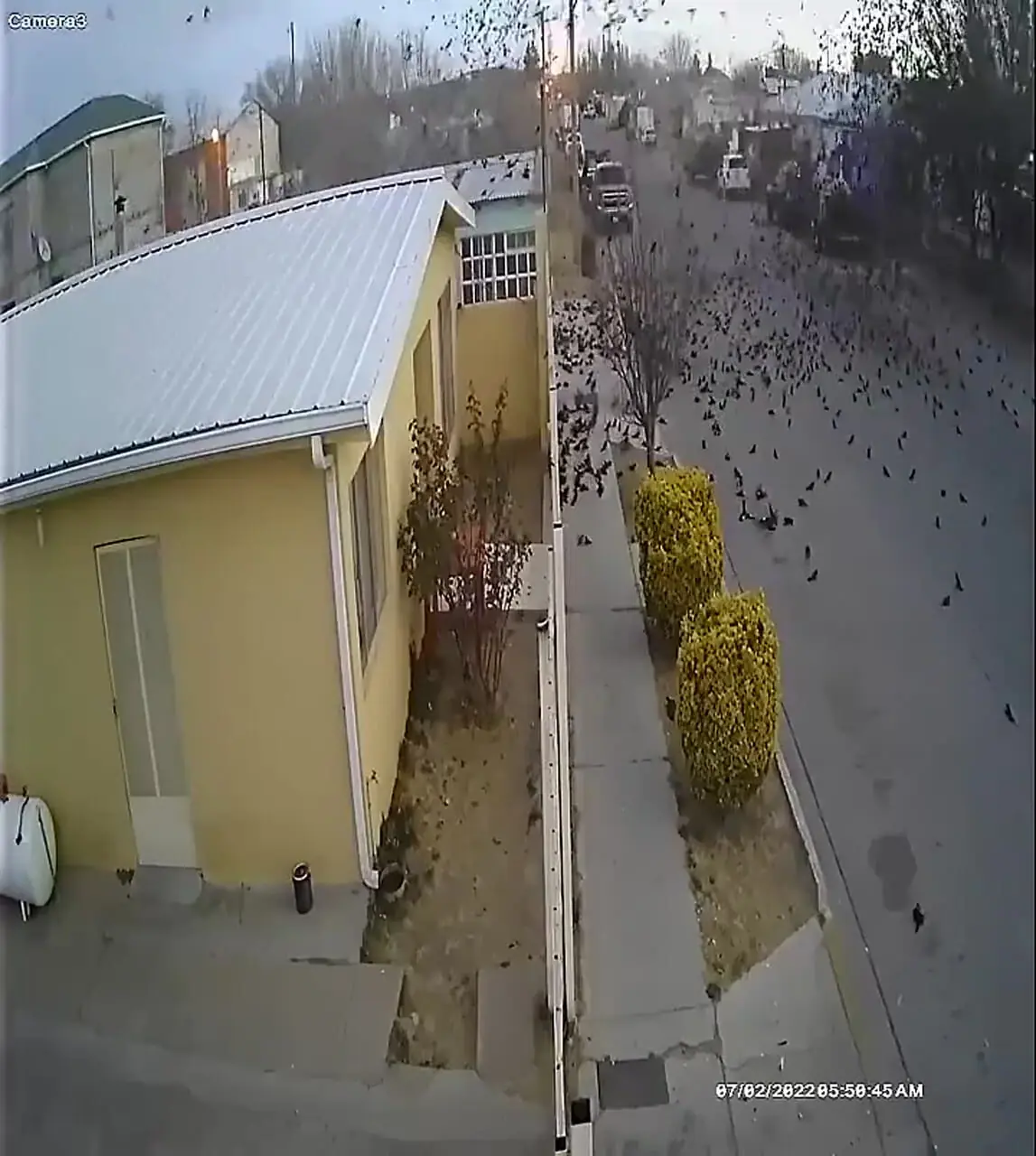 برخورد دسته عظیم پرندگان با زمین!