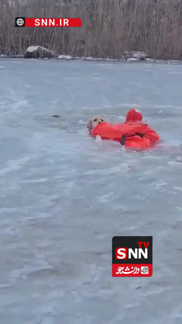 نجات معجزه‌آسای سگ در برکه یخ‌زده