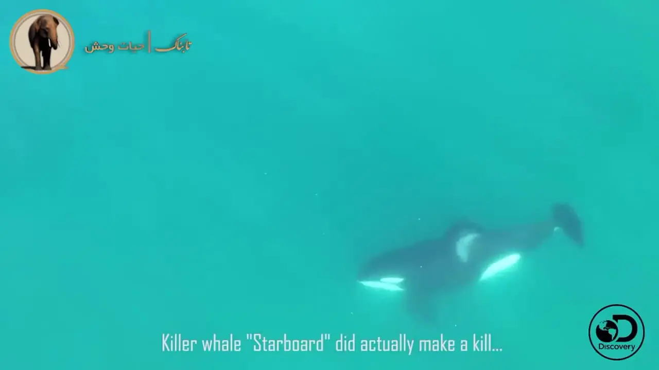 لحظه دیدنی شکار کوسه توسط نهنگ قاتل