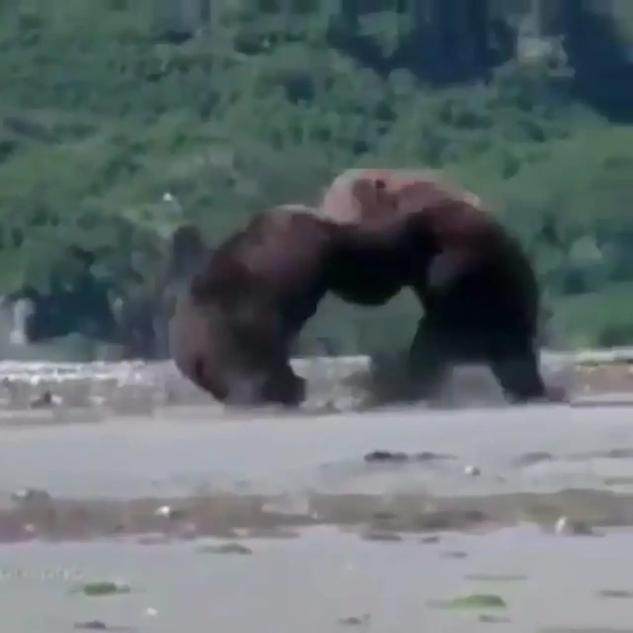 درگیری ترسناک دو خرس قهوه ای به خاطر یک ماهی!