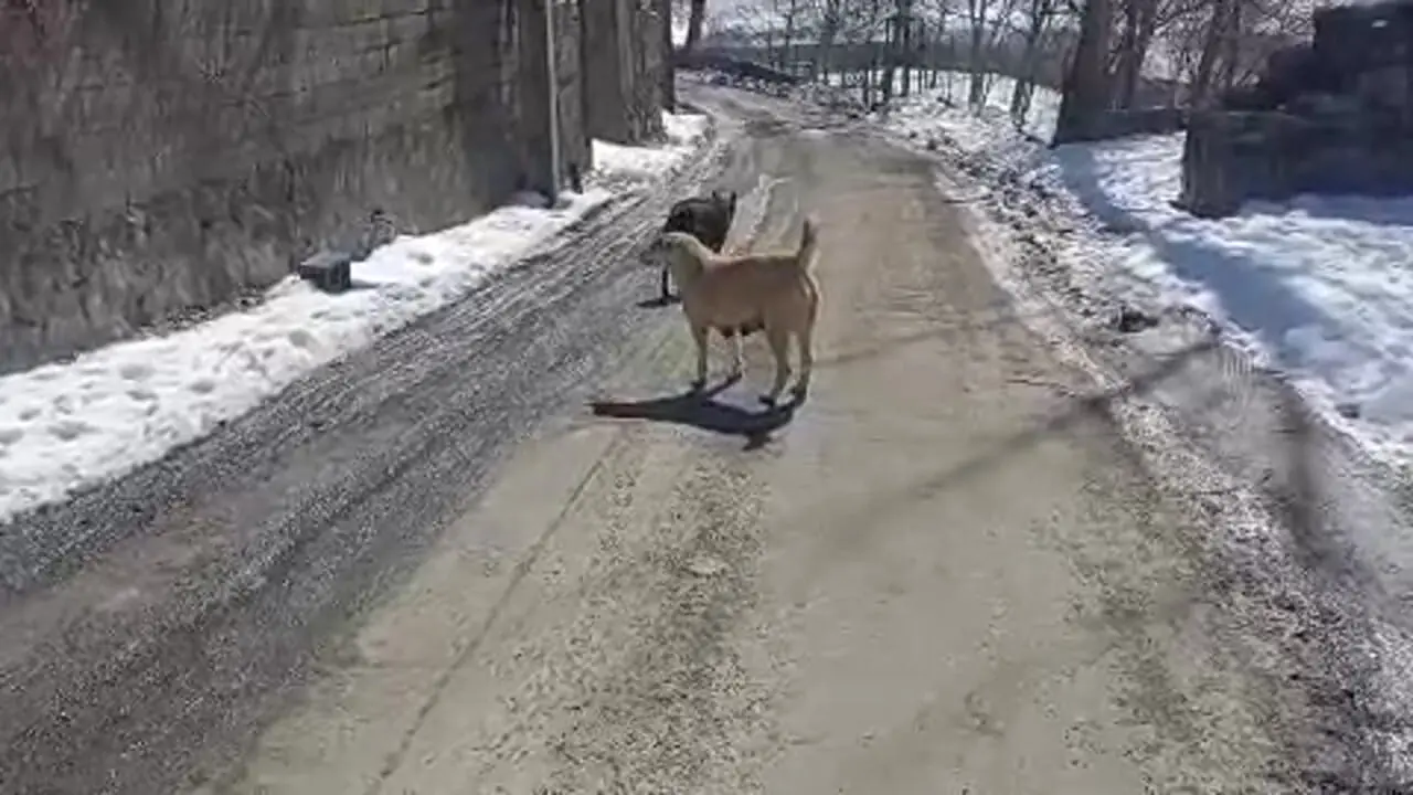 پرسه زدن گرگ در جاده چالوس!