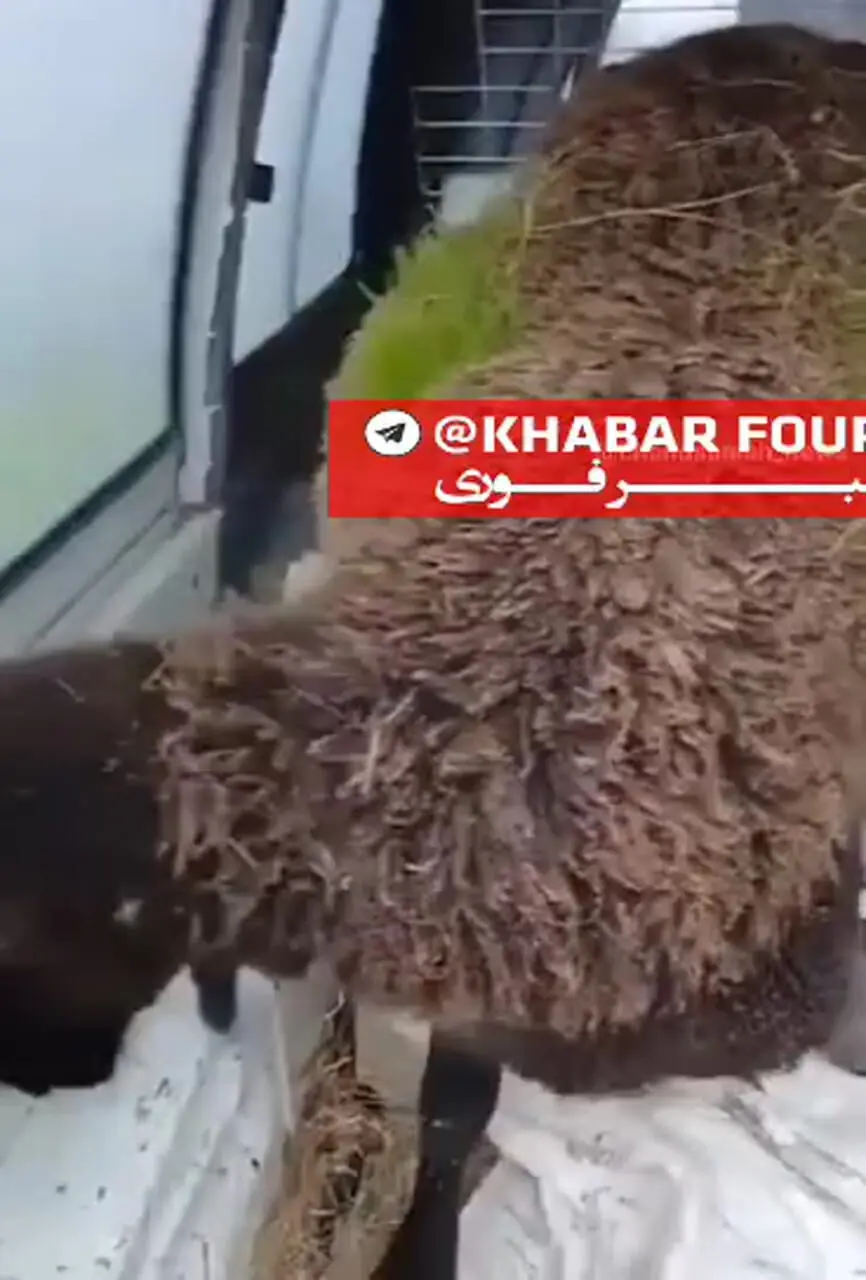 روییدن علف در پشم گوسفندی در اسپانیا!