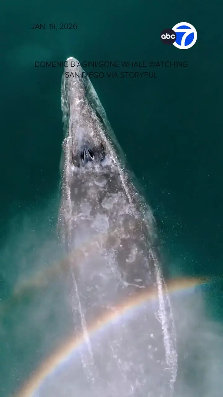ایجاد رنگین‌کمان‌های شگفت‌انگیز با بازدم نهنگ