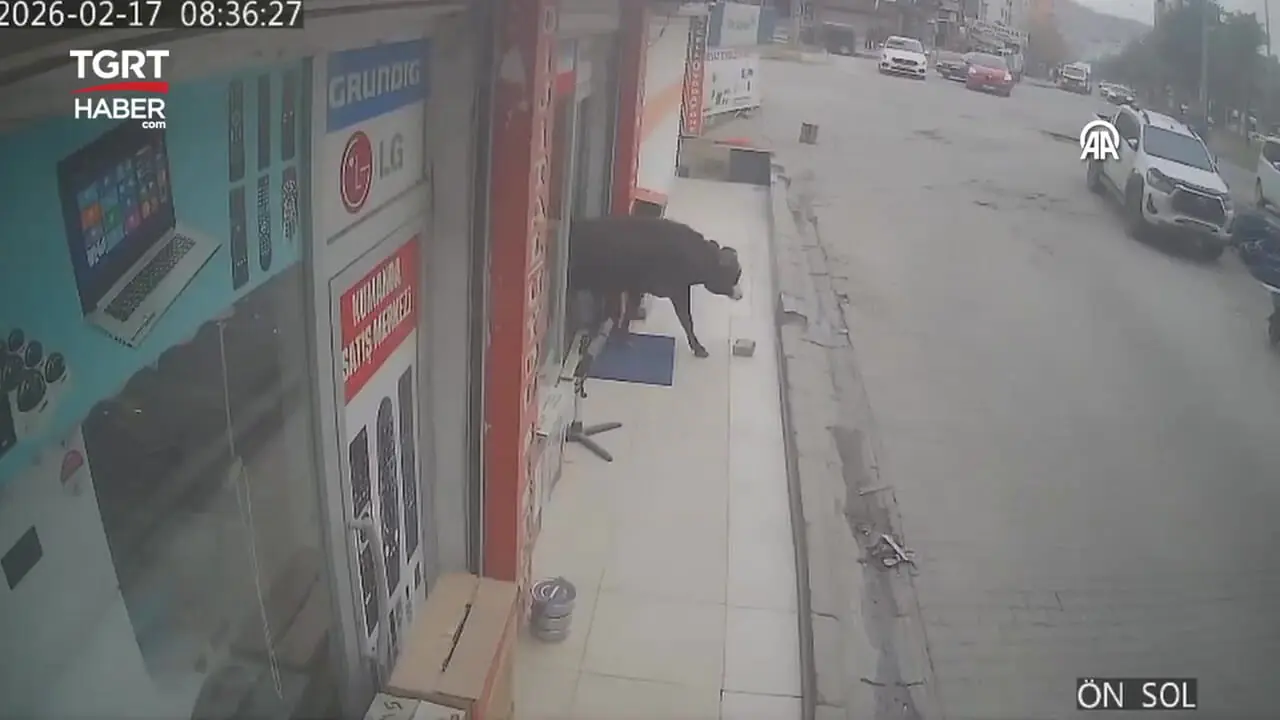 لحظه جالب ورود گاوها به فروشگاه لوازم خانگی؛ خیلی منظم و مرتب!