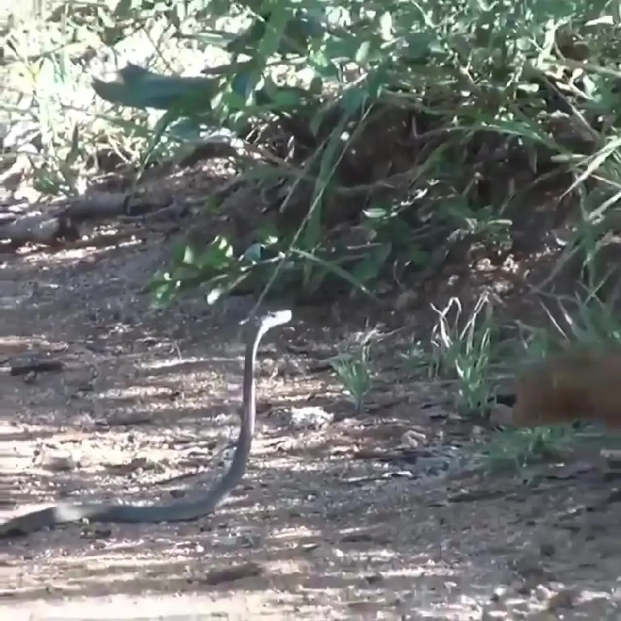 هوش جالب خدنگ برای شکار مار