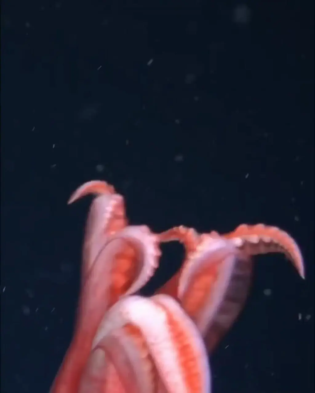 تصاویری شگفت‌انگیز از عمق ۱۷۲۹ متری اقیانوس