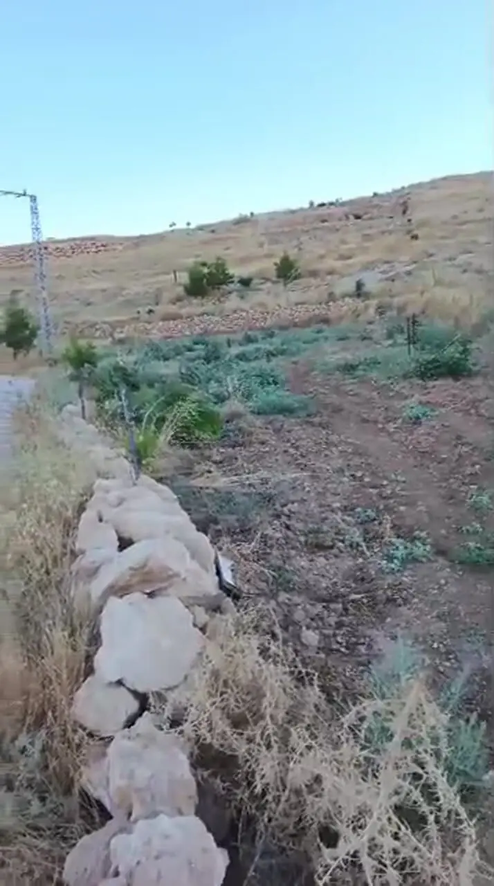 شهرک‌نشینان صهیونیست درختان زیتون در مسافر یطا در کرانه باختری را قطع کردند
