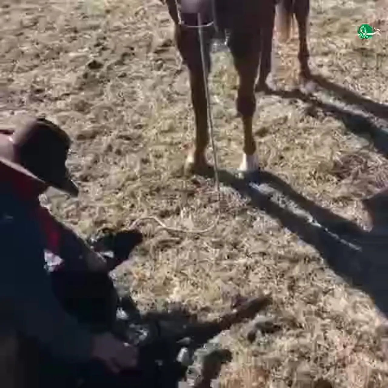 محافظت اسب از صاحبش در برابر حمله گاو