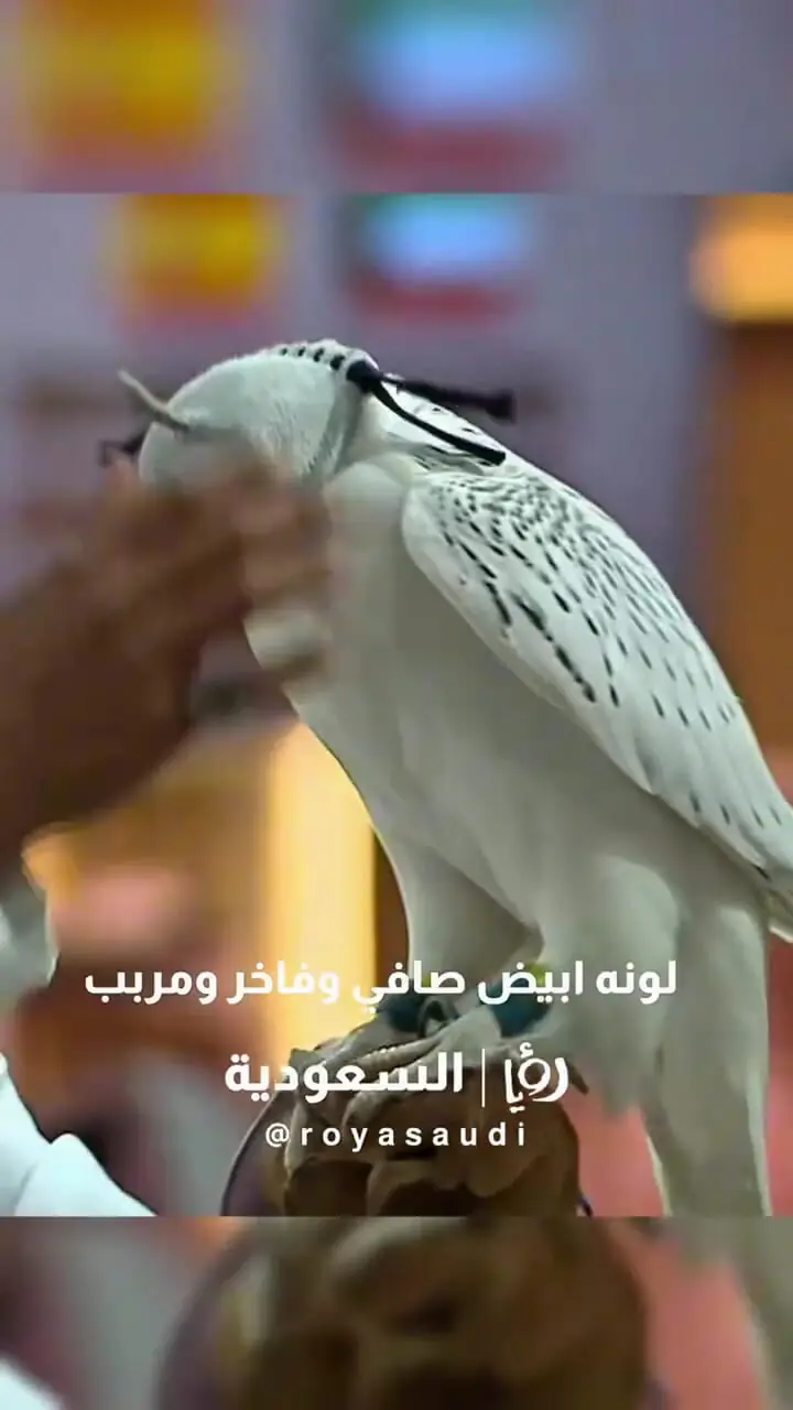 این پرنده با قیمت ۶۴ میلیارد تومان فروخته شد!