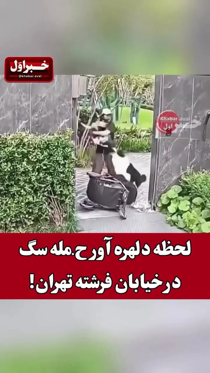 لحظه دلهرهآور حمله سگ در خیابان فرشته تهران