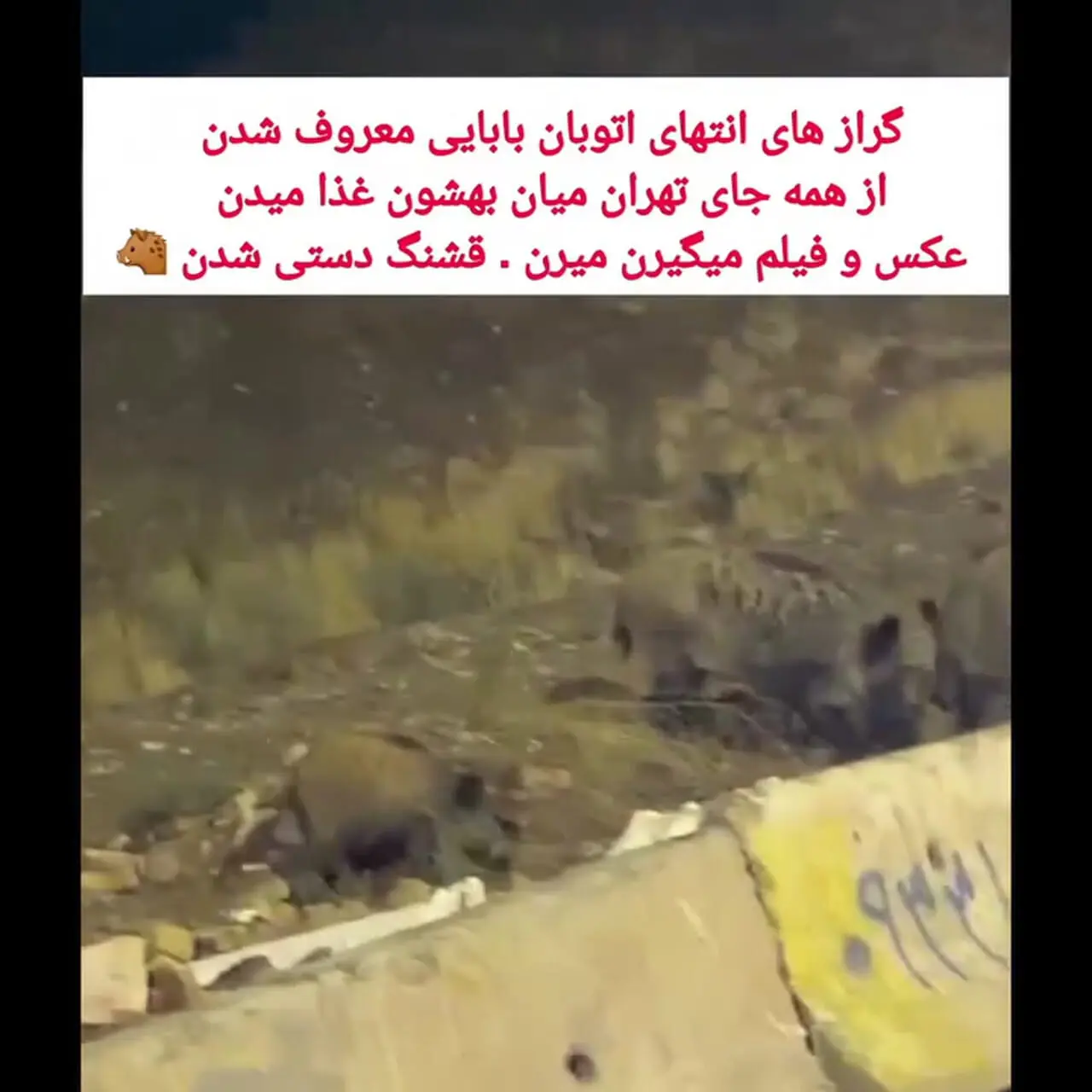 عکس یادگاری با گرازها در کنار اتوبان بابایی!
